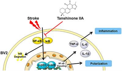 Frontiers Editorial The Potential Effect And Mechanism Of